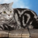 Mèo tabby Anh: đa dạng và nội dung