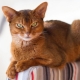 จะกินแมวและแมว Abyssinian อย่างไรและอย่างไร?