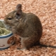 สิ่งที่จะเลี้ยง degu?