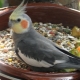 อะไรที่จะเลี้ยง cockatiel?