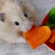 หนูกินอะไรในประเทศ