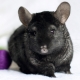 Black chinchillas: อะไรคือสายพันธุ์และอะไรคือคุณสมบัติของมัน?
