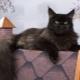 Black Maine Coon: ประเภทและรายละเอียดของการดูแล