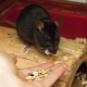 หนูบ้านกินอะไร
