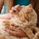 Ano ang maaari mong ibigay sa isang pusa?