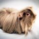 หมูหนูตะเภา Longhair: คุณสมบัติสายพันธุ์และคำแนะนำการดูแล
