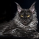 Smoky Maine Coon: ตัวเลือกสีและเนื้อหา
