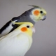 วิธีการตรวจสอบเพศของ Corella?