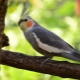 วิธีการตรวจสอบอายุของนกแก้ว Corella?