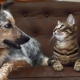 How to make friends a cat with a dog in the apartment?