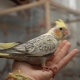 วิธีที่จะทำให้เชื่องมือ Corella?