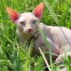 Sphynx แคนาดา: คำอธิบายคุณสมบัติของการดูแลและการให้อาหาร