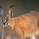 Caracals: ลักษณะสายพันธุ์กฎการดูแลที่บ้าน