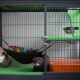Ferret กรง: คุณสมบัติการเลือกและการสร้าง