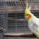กรง Corella: ออกแบบจัดวางติดตั้งและบำรุงรักษา