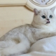 แมวหนูสีเงิน: คำอธิบายและกฎของการรักษา