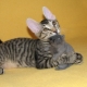 แมว Sphynx ด้วยขน: พวกมันถูกเรียกว่าอะไรและทำไมมันถึงเกิดขึ้น?