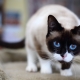 Snow-shu cats: คำอธิบายการเปลี่ยนแปลงสีและเนื้อหา