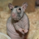 Bald Rats: ลักษณะสายพันธุ์และเคล็ดลับการดูแล