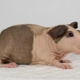 Bald Guinea Pigs: ฟีเจอร์, สายพันธุ์และเนื้อหา