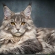 Metis Maine Coon: ฟีเจอร์หลากหลายและคำแนะนำสำหรับเนื้อหา