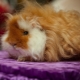 Alpaca Guinea Pigs: คำอธิบายและรายละเอียดของการดูแล