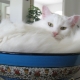 ภาพรวมของแมวสีขาวของสายพันธุ์ Angora ตุรกี