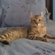 ภาพรวมของ Highlander Cats