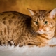 Ocicat: คำอธิบายของสายพันธุ์ของแมวและการดูแล
