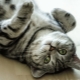 Màu sắc của mèo Whiskas của Anh: đặc điểm màu sắc và sự tinh tế trong chăm sóc