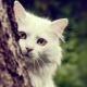 คำอธิบายของแมว Angora ลักษณะของการเก็บรักษาและการให้อาหาร