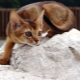 คำอธิบายเกี่ยวกับธรรมชาติและนิสัยของแมว Abyssinian