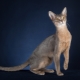 คำอธิบายและเนื้อหาของแมว Abyssinian สีน้ำเงิน