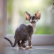 คำอธิบายและเนื้อหาของแมว Devon Rex
