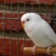 Mga tampok ng puting kulot na parrots