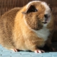 คุณสมบัติของ Teddy Guinea Pigs และกฎของเนื้อหา