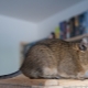 ลักษณะเฉพาะของเนื้อหา Degu ที่บ้าน