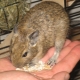 คุณสมบัติของการเลือกเซลล์สำหรับ Degus