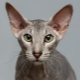 Peterbald: คำอธิบายของสายพันธุ์แมวธรรมชาติและเนื้อหา