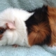 Rosette Guinea Pigs: คุณลักษณะสายพันธุ์และรายละเอียดปลีกย่อยของการดูแล