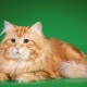 Red Siberian cats: lahi ng mga katangian at nilalaman