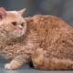 Selkirk Rex: คุณสมบัติตัวเลือกและกฎการดูแล