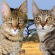 Serengeti: คำอธิบายของสายพันธุ์ของแมวโดยเฉพาะอย่างยิ่งเนื้อหา