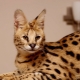 Serval: คำอธิบายตัวเลือกสีโดยเฉพาะเนื้อหาและการให้อาหาร
