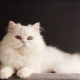 แมวไซบีเรียสีขาว: คำอธิบายของสายพันธุ์และลักษณะของการดูแล