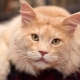 Maine Coons มีชีวิตอยู่กี่ปีและจะยืดอายุขัยของพวกเขาอย่างไร?
