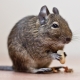 มีกี่ degu live และมันขึ้นอยู่กับอะไร?