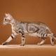 Sokok: คำอธิบายเกี่ยวกับสายพันธุ์ของแมวโดยเฉพาะเนื้อหาและการเลือกชื่อเล่น