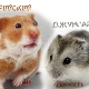 การเปรียบเทียบแฮมสเตอร์ Dzungarian และซีเรีย