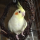การดูแลและบำรุงรักษานกแก้ว cockatiel